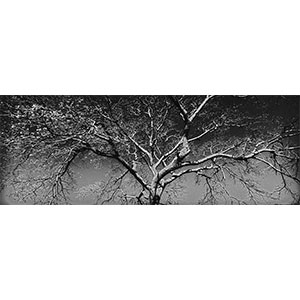 RS-AISI_TREE